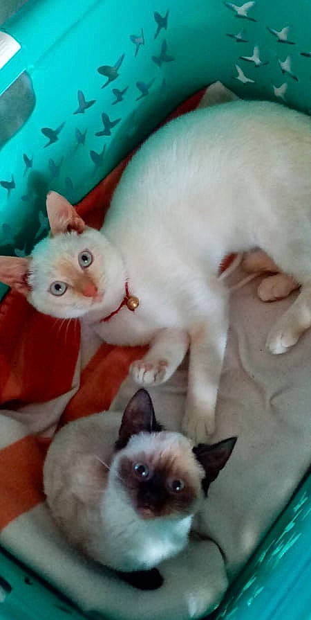 Tipiak a rejoint le concours — aidez-le/la à gagner de superbes lots ! blue, carnivore, cat, domestic_short_haired_cat, fawn, felidae, fur, green, iris, organ, paw, photograph, siamese, small_to_medium_sized_cats, snapshot, snout, tail, vertebrate, whiskers, white