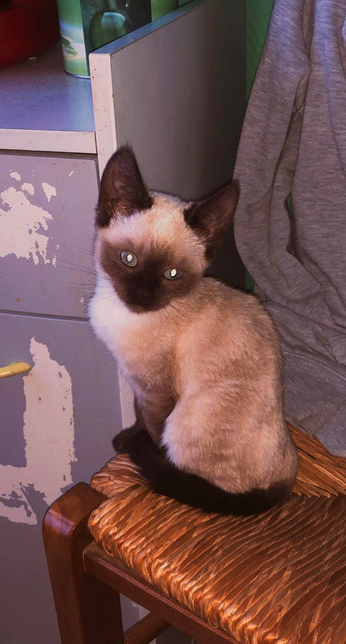 Tipiak a rejoint le concours — aidez-le/la à gagner de superbes lots ! carnivore, cat, fawn, felidae, fur, iris, siamese, small_to_medium_sized_cats, snout, tail, throat, whiskers, wood