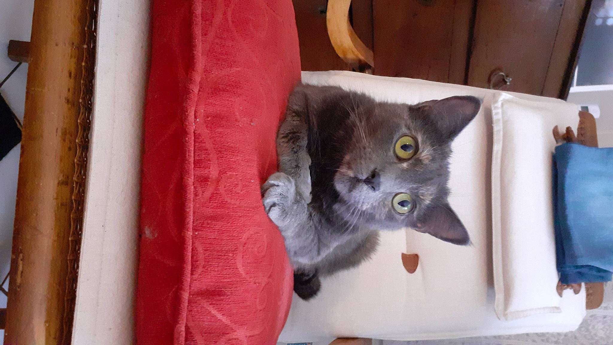 Chanel a rejoint le concours — aidez-le/la à gagner de superbes lots ! animal_shelter, carnivore, cat, cat_supply, cat_toy, chartreux, domestic_short_haired_cat, fawn, felidae, fur, grey, linens, pet_supply, russian_blue, small_to_medium_sized_cats, snout, tail, whiskers, wood