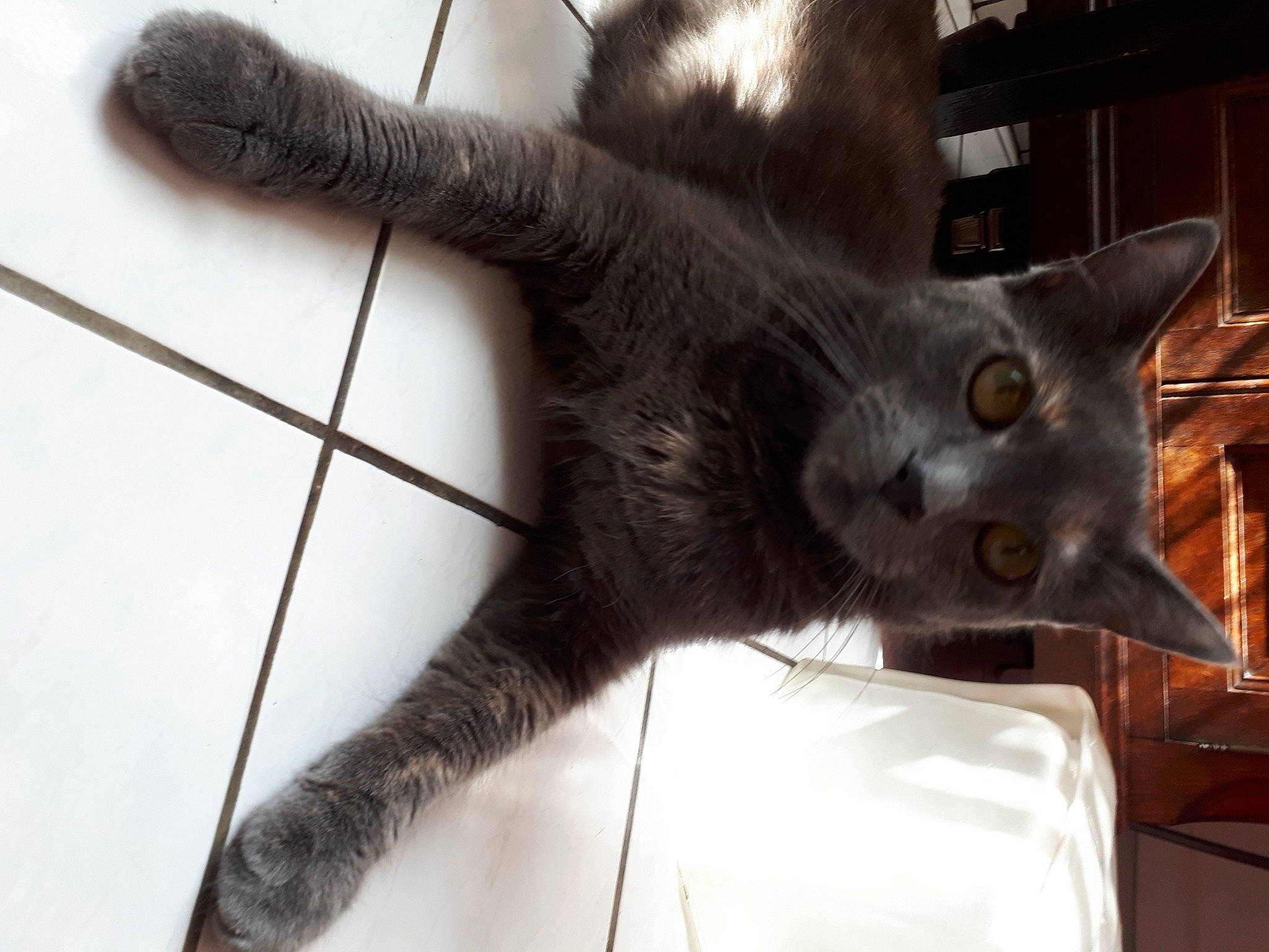 Chanel a rejoint le concours — aidez-le/la à gagner de superbes lots ! black_cat, bombay, carnivore, cat, claw, comfort, domestic_short_haired_cat, felidae, flooring, fur, gesture, grey, paw, plant, small_to_medium_sized_cats, snout, tail, whiskers, window