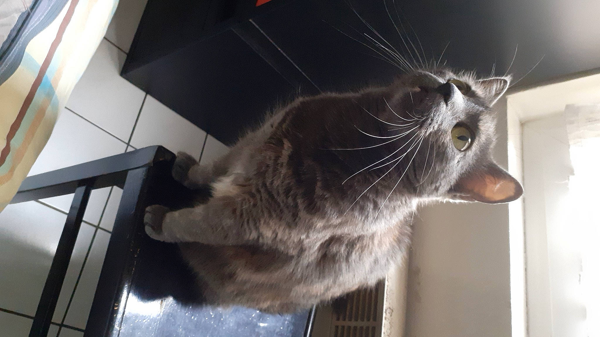 Chanel participe au concours pour gagner de l'argent avec cette photo : carnivore, cat, chartreux, domestic_short_haired_cat, felidae, flooring, fur, grey, paw, small_to_medium_sized_cats, snout, tail, tonkinese, whiskers, window