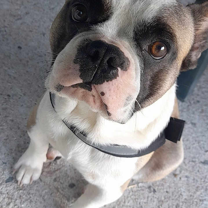 Tails a rejoint le concours — aidez-le/la à gagner de superbes lots ! accessories, animal, bostonbull, boxer, bulldog, canine, collar, dog, frenchbulldog, hound, leash, pet, pitbull, puppy, snout, strap, whitedog