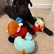 Dash is registered to the contest to win money with this photo: dog, puppy, black_labrador, carpet, plush_toys, indoor, pet, cute, animal, young_dog, playful, toys, soft_toys, looking_up, lying_down, ears, paw, furniture, cozy, home