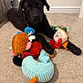 dog, puppy, black_labrador, carpet, plush_toys, indoor, pet, cute, animal, young_dog, playful, toys, soft_toys, looking_up, lying_down, ears, paw, furniture, cozy, home