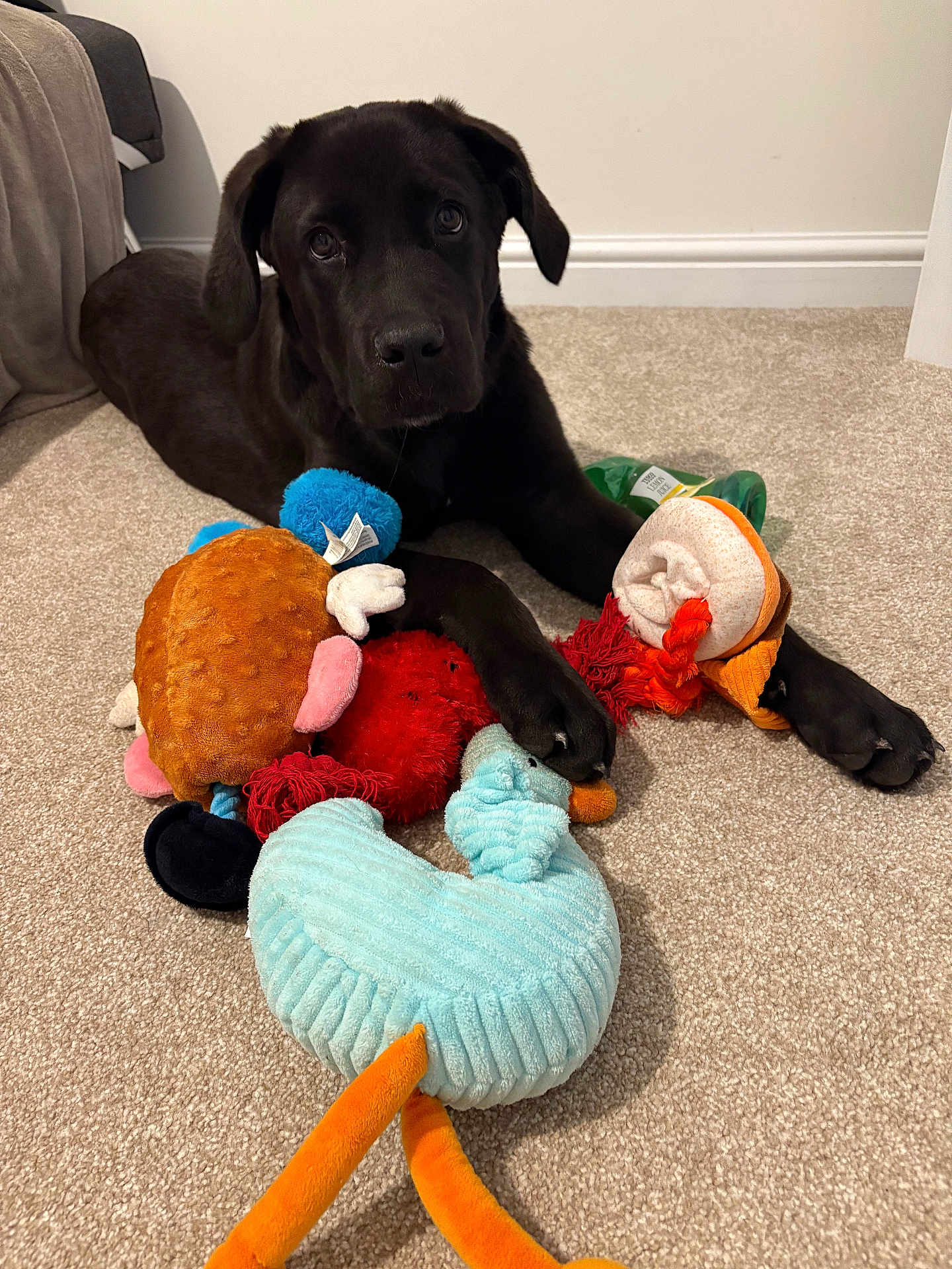 Dash is registered to the contest to win money with this photo: dog, puppy, black_labrador, carpet, plush_toys, indoor, pet, cute, animal, young_dog, playful, toys, soft_toys, looking_up, lying_down, ears, paw, furniture, cozy, home