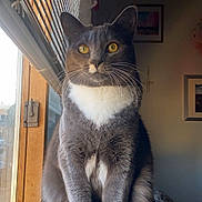 Butter joined the competition — help win amazing prizes! animal, blinds, calm, cat, close_up, cozy, feline, gray_cat, home_interior, indoor, lace_curtains, natural_light, pet, portrait, sitting, whiskers, white_paws, window, windowsill, yellow_eyes