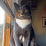 animal, blinds, calm, cat, close_up, cozy, feline, gray_cat, home_interior, indoor, lace_curtains, natural_light, pet, portrait, sitting, whiskers, white_paws, window, windowsill, yellow_eyes