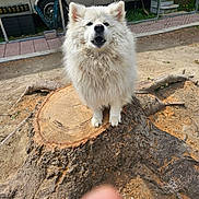Nanuk is registered to the contest to win money with this photo: dog, white_dog, fluffy, fur, canine, pet, sitting, outdoor, tree_stump, tree, wood, park, camping, caravan, trailer, paving_stones, grass, dirt, portrait, fingertip