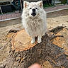 dog, white_dog, fluffy, fur, canine, pet, sitting, outdoor, tree_stump, tree, wood, park, camping, caravan, trailer, paving_stones, grass, dirt, portrait, fingertip