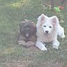 dogs, puppies, white_dog, brown_dog, fluffy, sitting, lying_down, panting, tongue, outdoors, grass, garden, fence, flowers, backyard, pet, animal, companion, portrait, social_media_screenshot