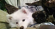 Nanuk joined the competition — help win amazing prizes! puppy, dog, dogs, white_dog, black_dog, fluffy, small, young, cuddling, lying_down, pet, animal, cute, indoor, blanket, couch, stuffed_animal, portrait, screenshot, social_media