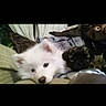 puppy, dog, dogs, white_dog, black_dog, fluffy, small, young, cuddling, lying_down, pet, animal, cute, indoor, blanket, couch, stuffed_animal, portrait, screenshot, social_media
