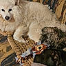 dogs, three_dogs, white_dog, small_dog, sleeping, lying_down, cuddling, pet, animal, fur, fluffy, long_hair, black_dog, brown_dog, couch, sofa, blanket, plush_toy, indoor, cozy