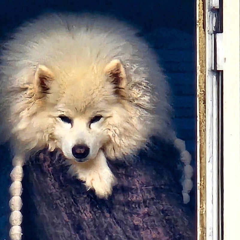 Nanuk