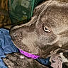 Max is registered to the contest to win money with this photo: dog, gray_dog, close_up, side_profile, sleepy, side_eye, eye, snout, nose, fur, short_hair, pet, animal, toy, purple_toy, blanket, blue_blanket, indoors, cozy, portrait