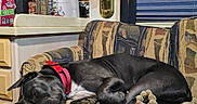 Max is registered to the contest to win money with this photo: dog, sleeping, black_and_white, red_collar, couch, sofa, blanket, plush_toy, indoors, living_room, home, relaxed, resting, lying_down, pet, animal, cozy, patterned_furniture, window_blinds, kitchen_counter