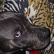 Max is registered to the contest to win money with this photo: dog, black_dog, close_up, blue_eye, shiny_nose, glossy_fur, lying_down, upside_down, relaxed, portrait, pet, animal, blanket, patterned_blanket, indoor, couch, cozy, funny, eye_contact, head