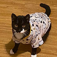 Lino joined the competition — help win amazing prizes! cat, tuxedo_cat, pet_clothing, snoopy, black_and_white, indoor, flooring, curious, looking_up, animal, whiskers, paws, tail, feline, cute, costume, domestic_cat, playful, young_cat, wooden_floor