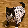 cat, tuxedo_cat, pet_clothing, snoopy, black_and_white, indoor, flooring, curious, looking_up, animal, whiskers, paws, tail, feline, cute, costume, domestic_cat, playful, young_cat, wooden_floor