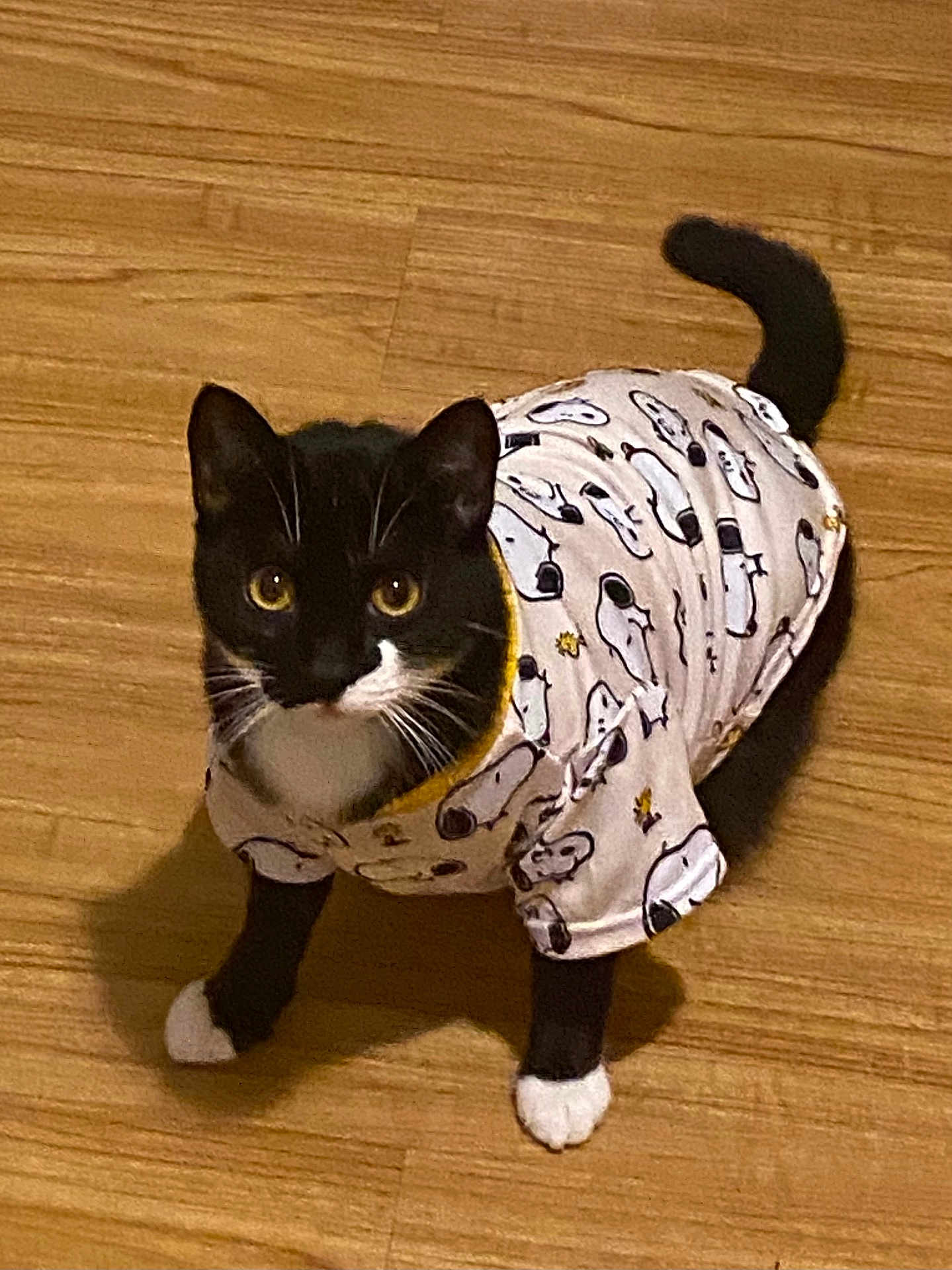 Lino joined the competition — help win amazing prizes! cat, tuxedo_cat, pet_clothing, snoopy, black_and_white, indoor, flooring, curious, looking_up, animal, whiskers, paws, tail, feline, cute, costume, domestic_cat, playful, young_cat, wooden_floor