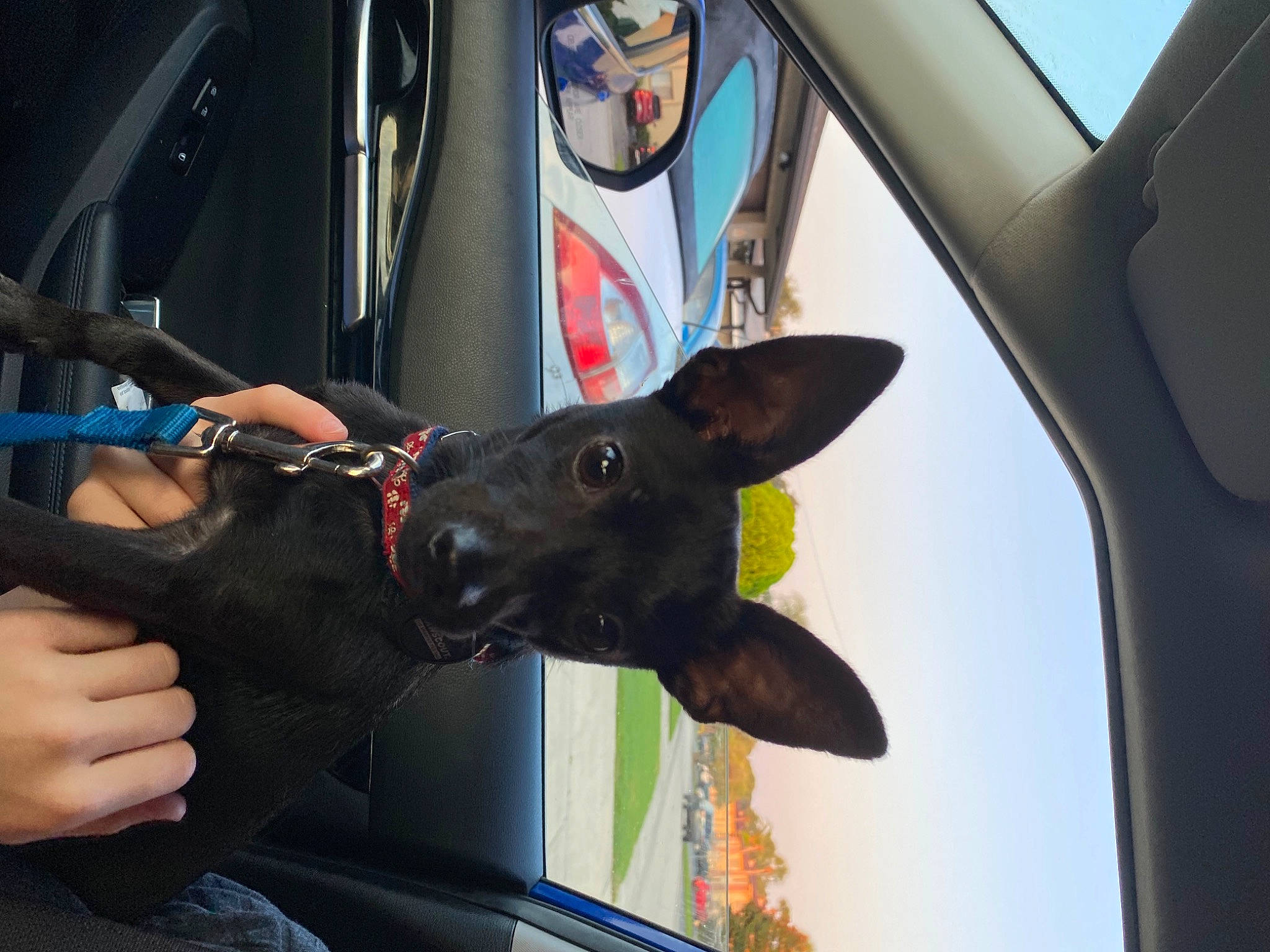 Nipsey is registered to the contest to win money with this photo: auto_part, automotive_exterior, automotive_mirror, car, carnivore, dog, dog_breed, fawn, gesture, hand, hood, motor_vehicle, snout, sporting_group, steering_wheel, vehicle, vehicle_door, window, windshield, working_animal