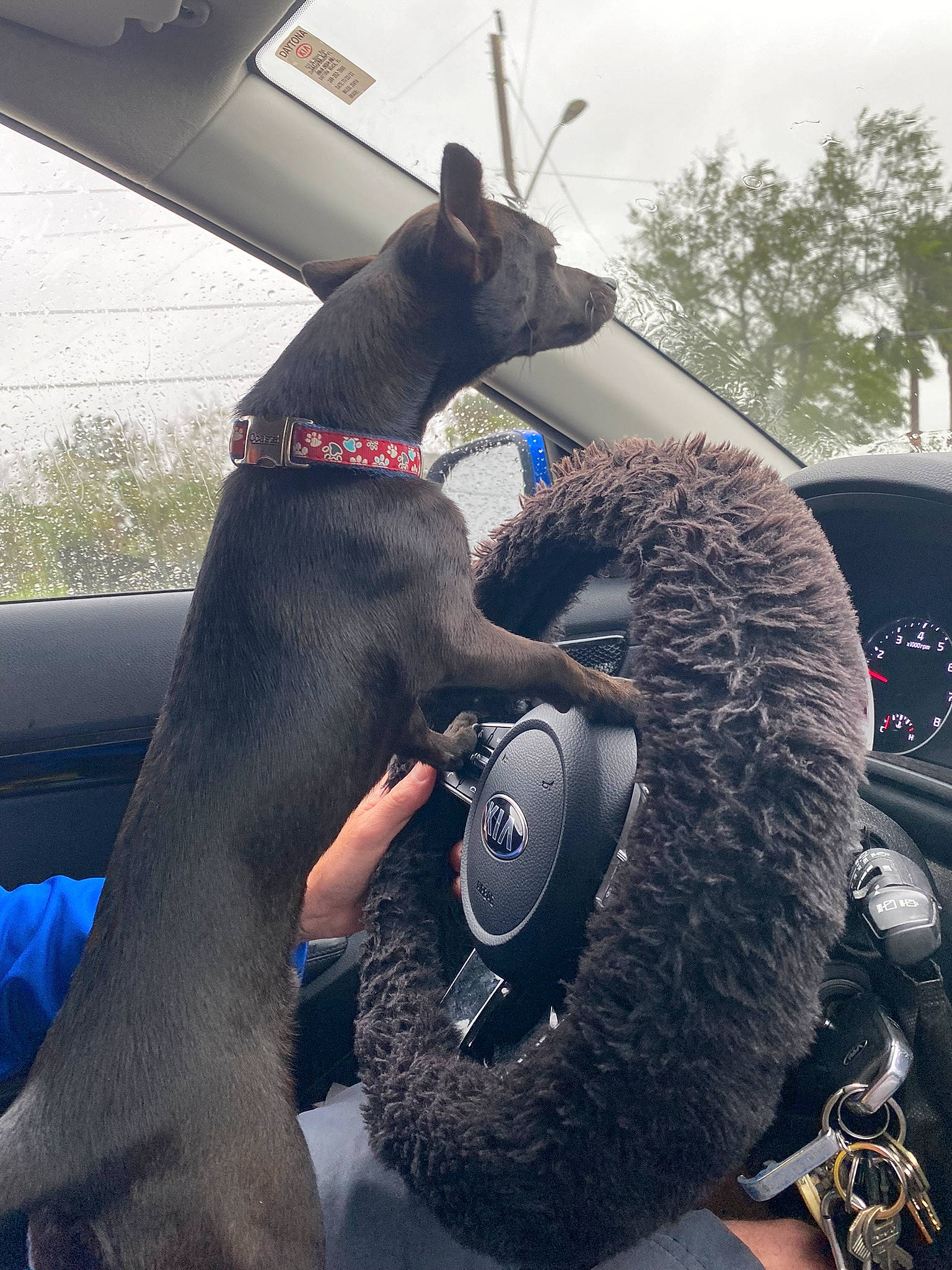 Nipsey is registered to the contest to win money with this photo: automotive_design, automotive_exterior, automotive_tire, car, carnivore, collar, dog, dog_breed, dog_collar, fawn, fender, hood, motor_vehicle, sky, steering_wheel, tire, vehicle, vehicle_door, wheel, working_animal