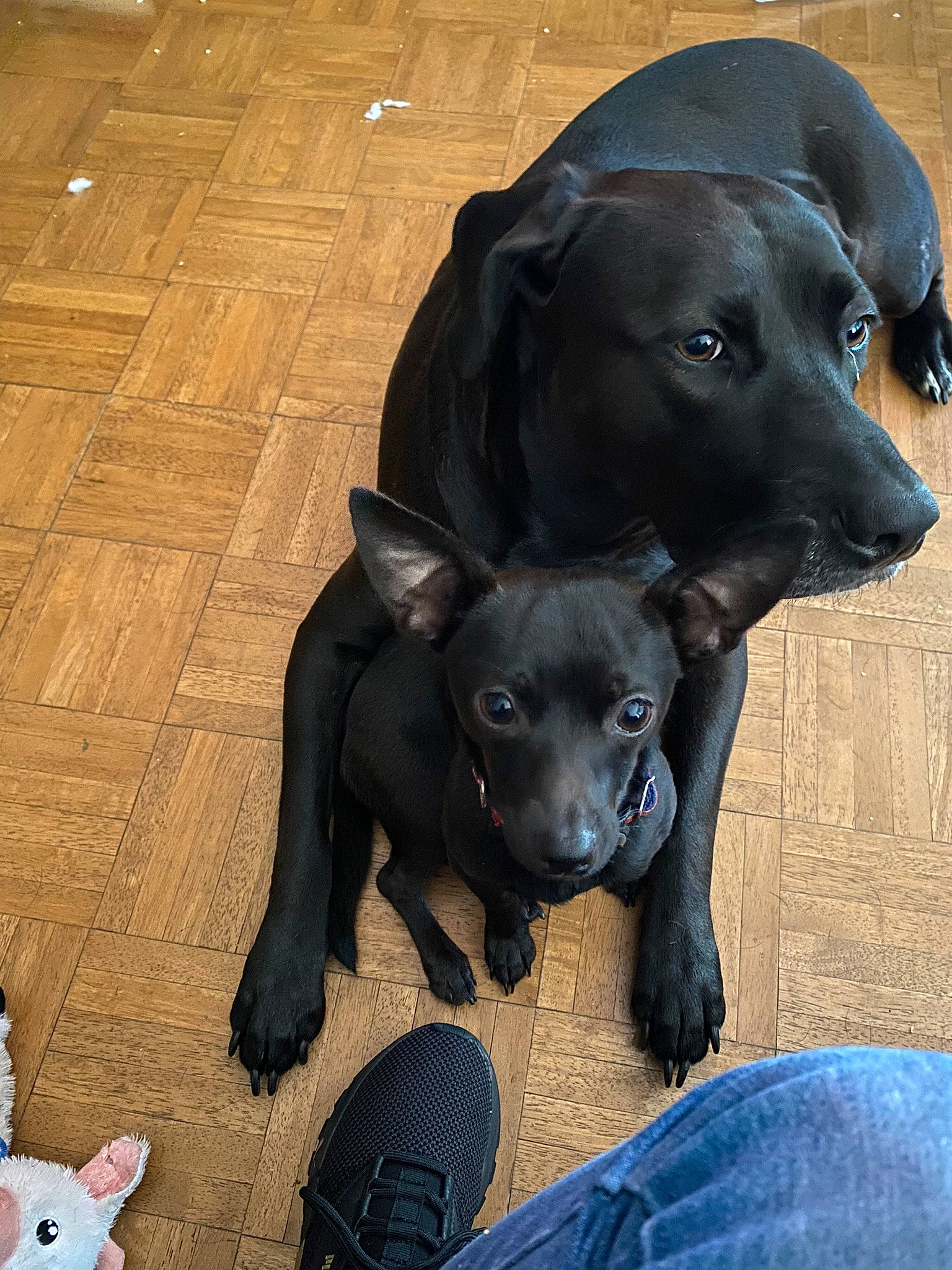 Nipsey is registered to the contest to win money with this photo: blue, borador, carnivore, collar, companion_dog, dog, dog_breed, electric_blue, fawn, flooring, hardwood, snout, sporting_group, terrestrial_animal, toy, varnish, wood, wood_flooring, wood_stain, working_animal