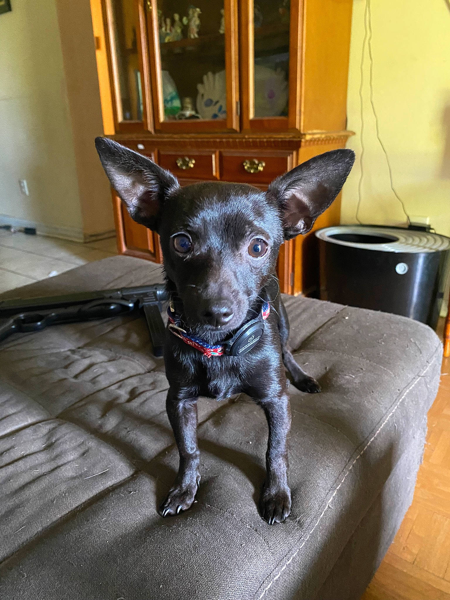 Nipsey is registered to the contest to win money with this photo: canidae, carnivore, chihuahua, collar, companion_dog, couch, dog, dog_breed, dog_collar, dog_supply, fawn, fur, grey, snout, sporting_group, tail, toy_dog, whiskers, window, working_animal