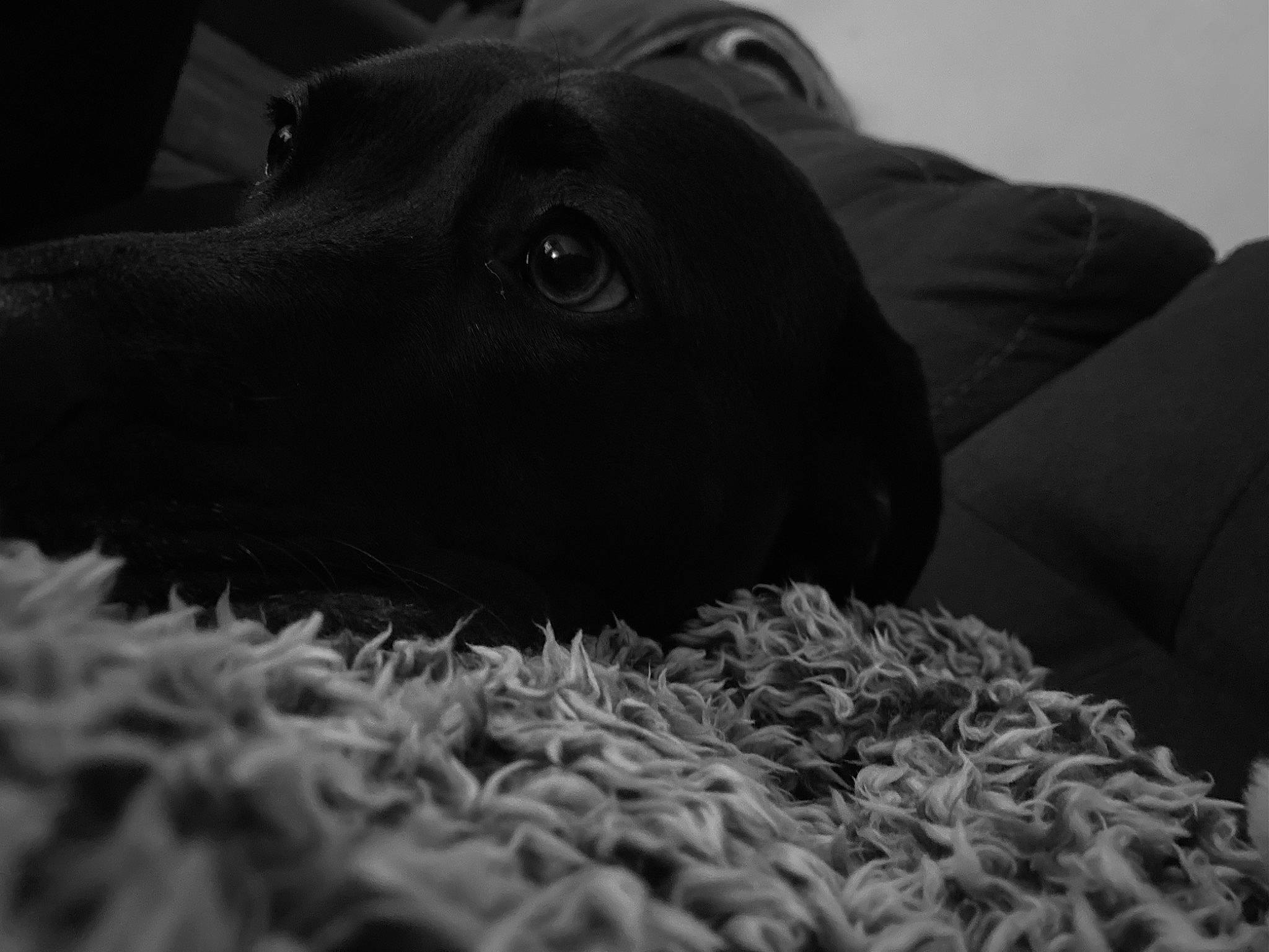 Raven is registered to the contest to win money with this photo: black, canidae, carnivore, comfort, companion_dog, darkness, dog, dog_breed, fur, grey, gun_dog, monochrome, monochrome_photography, natural_material, non_sporting_group, snout, sporting_group, terrestrial_animal, whiskers, working_animal