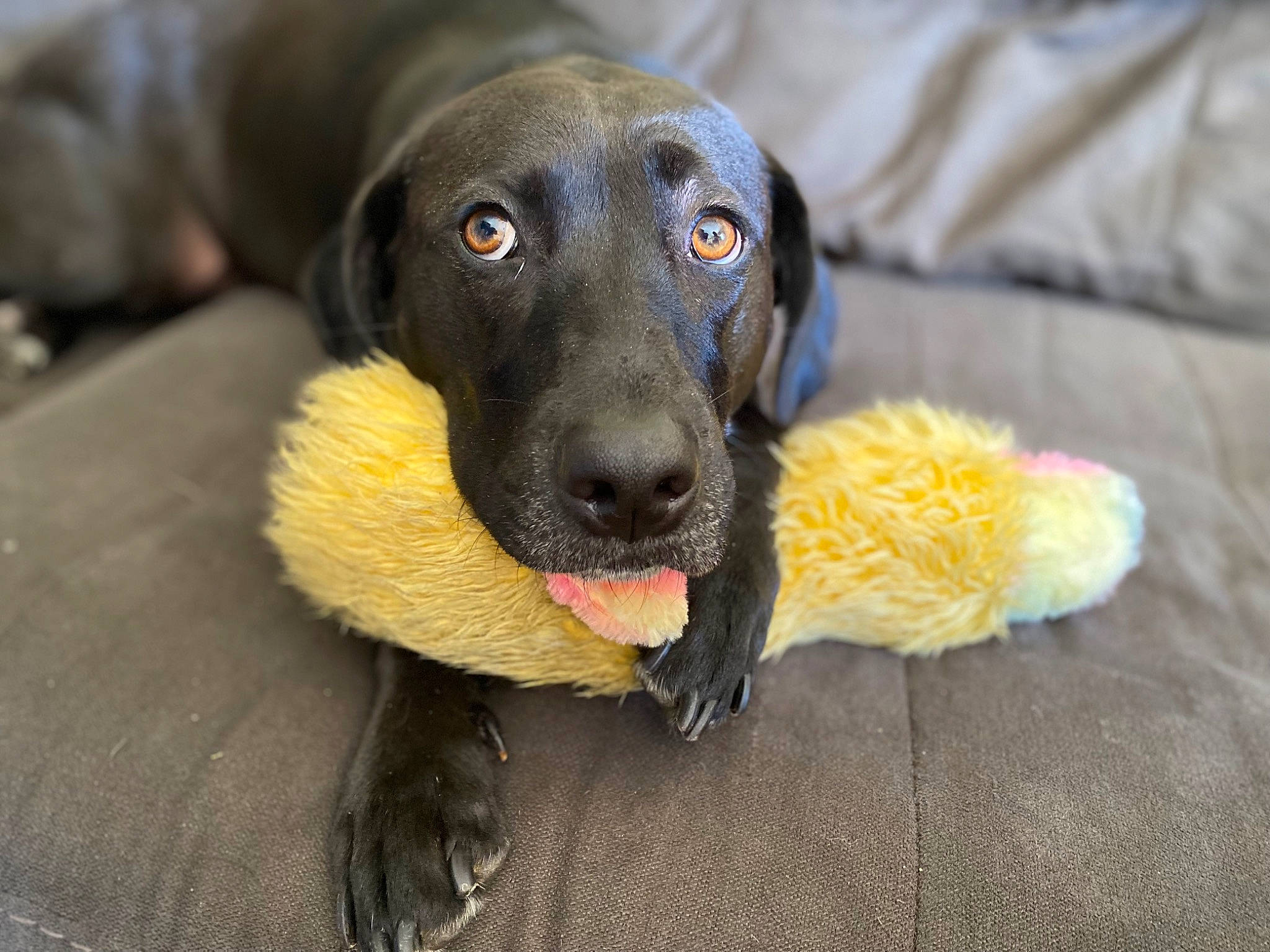 Raven joined the competition — help win amazing prizes! ball, canidae, carnivore, companion_dog, dog, dog_breed, dog_toy, fawn, fur, guard_dog, gun_dog, paw, plant, snout, sporting_group, street_dog, tennis_ball, terrestrial_animal, whiskers, working_animal