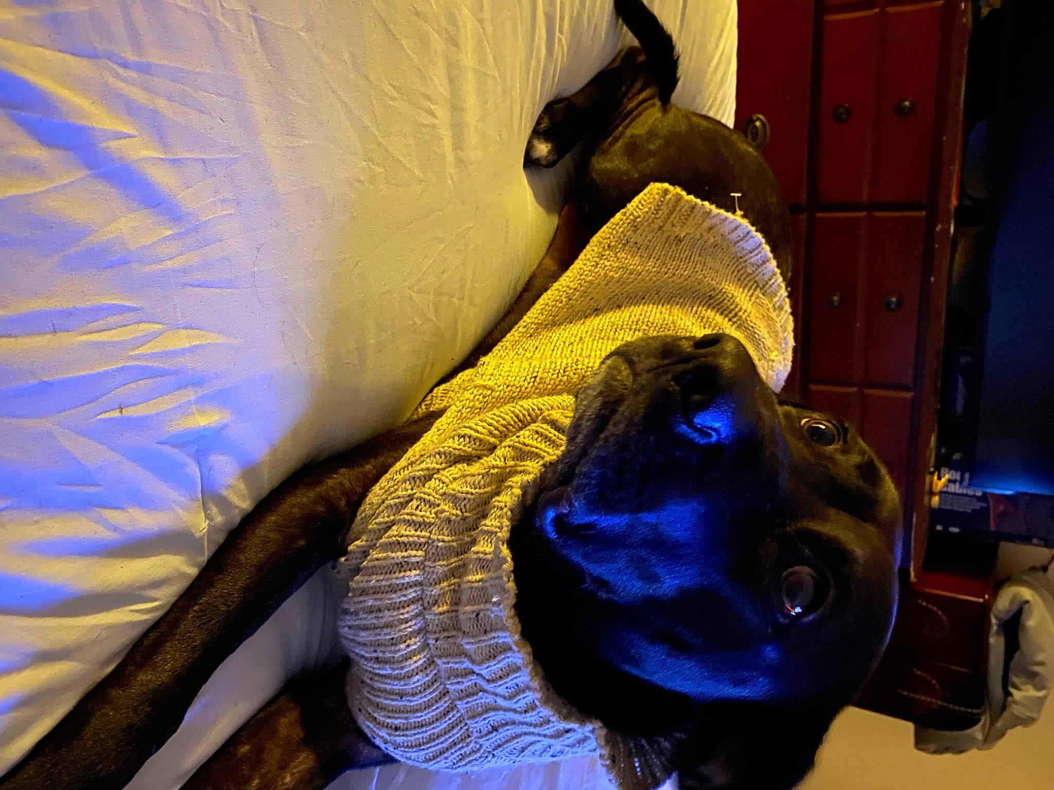 Raven is registered to the contest to win money with this photo: art, carnivore, door, electric_blue, fawn, felidae, fictional_character, fur, hat, metal, personal_protective_equipment, room, sculpture, small_to_medium_sized_cats, snout, tail, terrestrial_animal, visual_arts, whiskers, working_animal