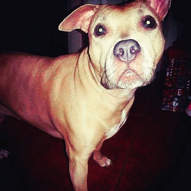 China is registered to the contest to win money with this photo: canidae, carnivore, comfort, companion_dog, computer_keyboard, dog, dog_breed, fawn, fur, non_sporting_group, puppy, remote_control, selfie, snout, sporting_group, terrestrial_animal, toy_dog, whiskers, working_animal