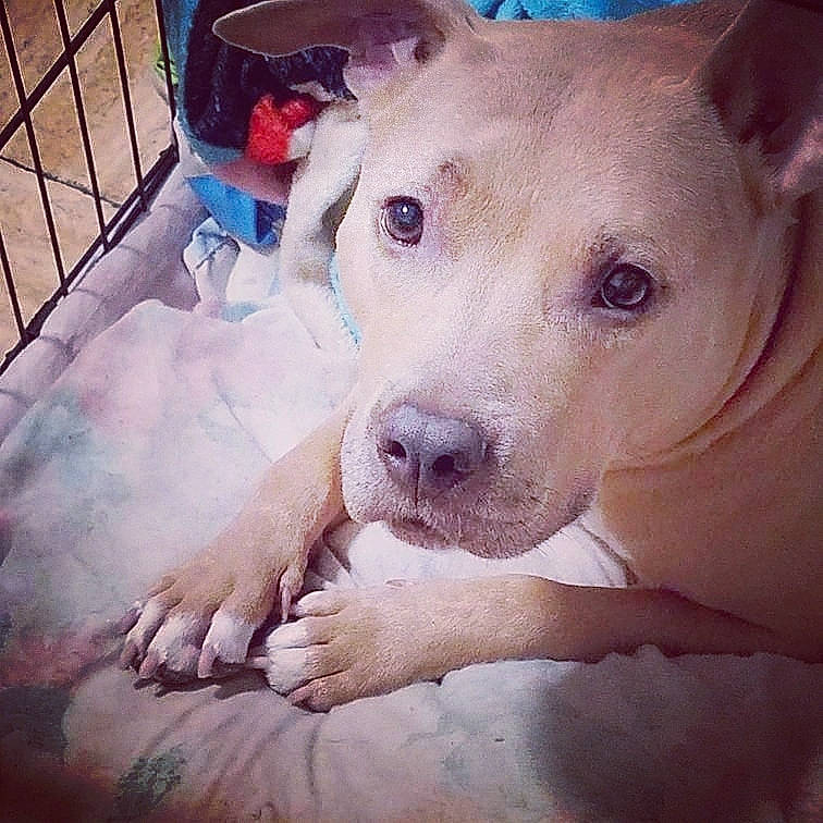 China joined the competition — help win amazing prizes! canidae, carnivore, cloud, companion_dog, dog, dog_breed, ear, fawn, fur, guard_dog, happy, paw, puppy_love, selfie, snout, sporting_group, square, street_dog, whiskers, working_animal