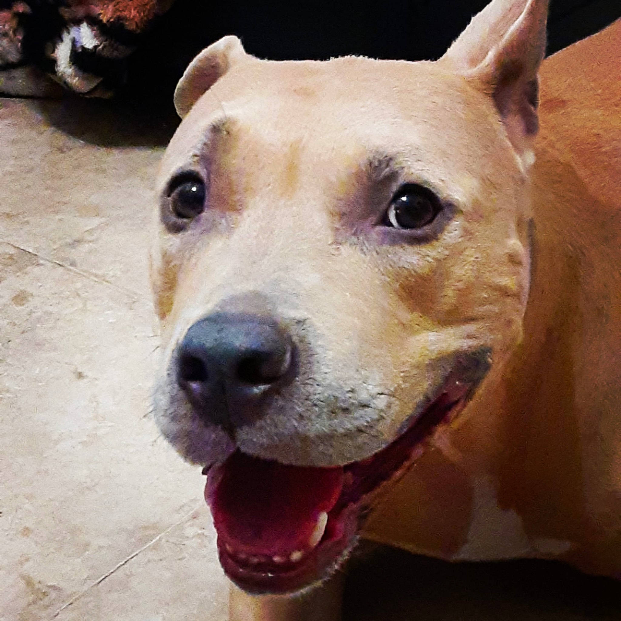 China joined the competition — help win amazing prizes! ancient_dog_breeds, canidae, carnivore, collar, companion_dog, dog, dog_breed, dog_collar, ear, fawn, fur, guard_dog, jaw, non_sporting_group, selfie, snout, sporting_group, whiskers, working_animal, working_dog