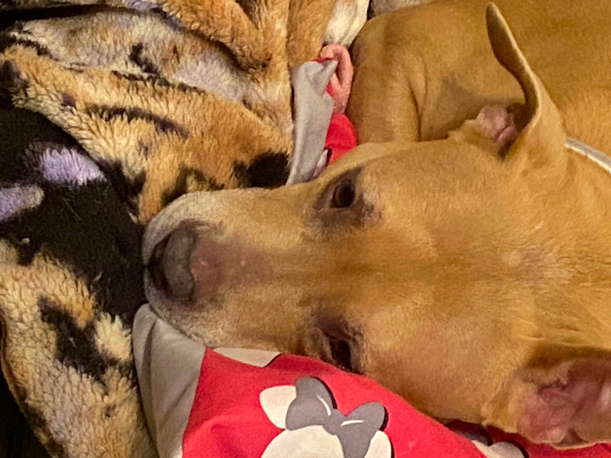 China is registered to the contest to win money with this photo: canidae, carmine, carnivore, comfort, companion_dog, dog, dog_breed, dog_supply, fawn, fur, nap, paw, petal, selfie, sleep, snout, sporting_group, whiskers, wildlife, working_animal