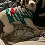 Chloe is registered to the contest to win money with this photo: animal, blanket, canine, cat, chihuahua, clothing, cockerspaniel, couch, dog, furniture, glove, hat, homedecor, hound, knitwear, laundry, linen, pet, puppy, sweater