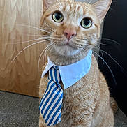 Kiwi is registered to the contest to win money with this photo: cat, ginger_cat, tie, collar, pet, indoor, carpet, feline, cute, attentive, business_style, striped_tie, orange_fur, whiskers, domestic_cat, portrait, animal, indoor_lighting, wooden_door, furniture