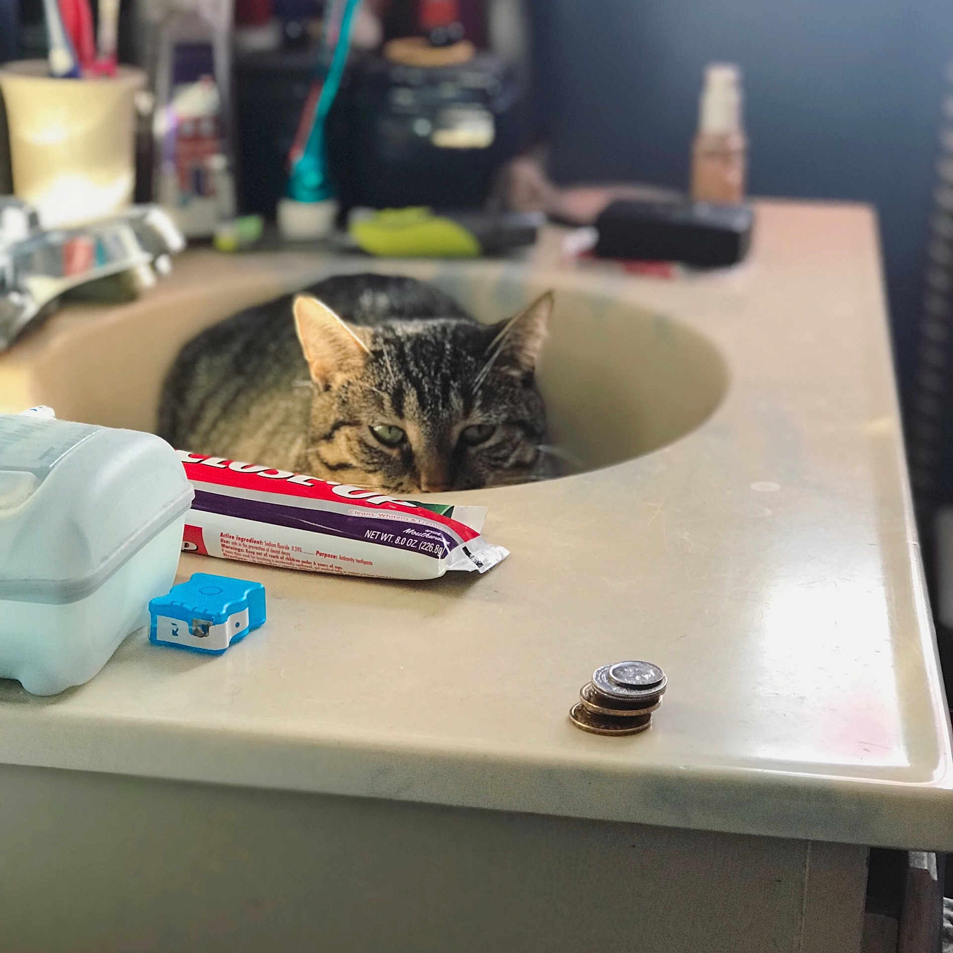Bell Bell is registered to the contest to win money with this photo: carnivoran, cat, cat_like_mammal, furniture, small_to_medium_sized_cats, square, table, whiskers