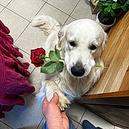 Tooby participe au concours pour gagner de l'argent avec cette photo : dog, golden_retriever, rose, flower, paw, hand, indoor, plant, tile_floor, wooden_surface, pet, friendly, romantic, cute, animal, leaf, greenery, person, watch, clothing