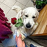 dog, golden_retriever, rose, flower, paw, hand, indoor, plant, tile_floor, wooden_surface, pet, friendly, romantic, cute, animal, leaf, greenery, person, watch, clothing