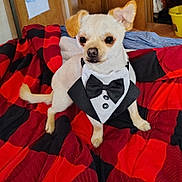 Mr Weenie joined the competition — help win amazing prizes! dog, small_dog, tuxedo, bow_tie, pet_clothing, blanket, red, black, indoor, wooden_door, floor, tail, cute, animal, canine, furry, sitting, portrait, domestic_animal, companion