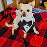 dog, small_dog, tuxedo, bow_tie, pet_clothing, blanket, red, black, indoor, wooden_door, floor, tail, cute, animal, canine, furry, sitting, portrait, domestic_animal, companion