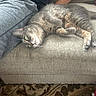 Sketti is registered to the contest to win money with this photo: cat, gray_cat, tabby, couch, furniture, relaxing, indoor, pet, animal, person, gray_shirt, fur, green_eyes, resting, cozy, home, companion, soft_texture, laid_back, lazy