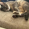 Sketti joined the competition — help win amazing prizes! cat, gray_cat, tabby_cat, sleeping, resting, feline, pet, indoor, couch, beige_couch, fur, whiskers, paw, relaxed, cozy, animal, close_up, domestic_cat, home, soft_light