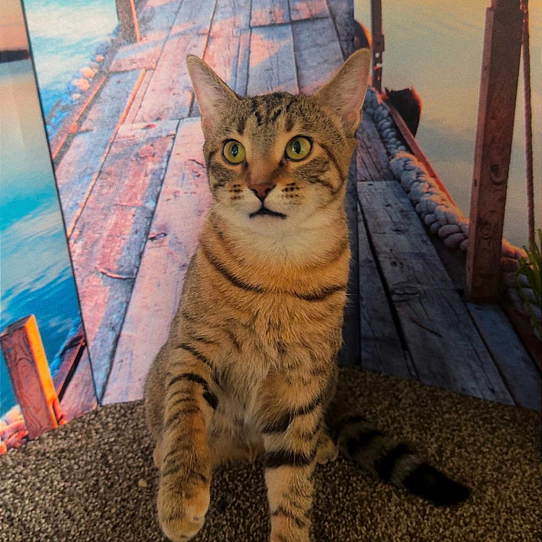 Ruby is registered to the contest to win money with this photo: cat, tabby, paw, carpet, indoor, curious, green_eyes, wooden_pier, sunset, water, background, animal, pet, feline, striped, playful, calm, nature_backdrop, orange_sky, relaxing