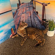 Ruby is registered to the contest to win money with this photo: cat, tabby, carpet, potted_plant, indoor, backdrop, wooden_pier, sunset, lake, water, sky, clouds, plant, animal, pet, feline, relaxing, curious, floor, decor