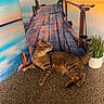 cat, tabby, carpet, potted_plant, indoor, backdrop, wooden_pier, sunset, lake, water, sky, clouds, plant, animal, pet, feline, relaxing, curious, floor, decor