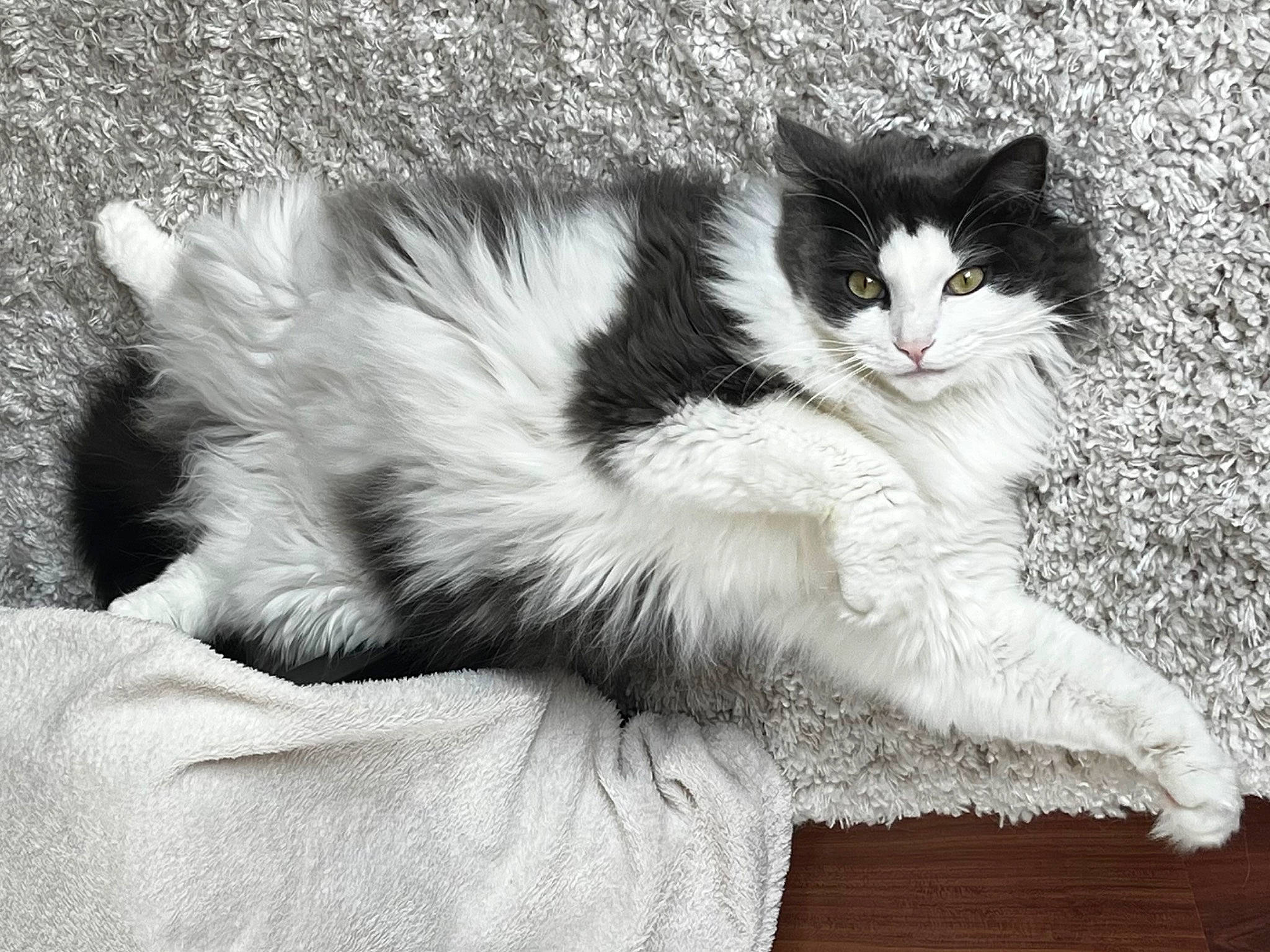 Sky participe au concours pour gagner de l'argent avec cette photo : carnivore, cat, claw, domestic_short_haired_cat, felidae, flooring, foot, fur, grey, human_leg, monochrome, monochrome_photography, paw, small_to_medium_sized_cats, snout, style, tail, terrestrial_animal, toe, whiskers