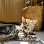 Naya participe au concours pour gagner de l'argent avec cette photo : animal, background, bright, cat, curious, domestic, ears, feline, floor, indoor, kitten, paper_bag, pet, resting, shadow, sunlight, tabby, tile, whiskers, young