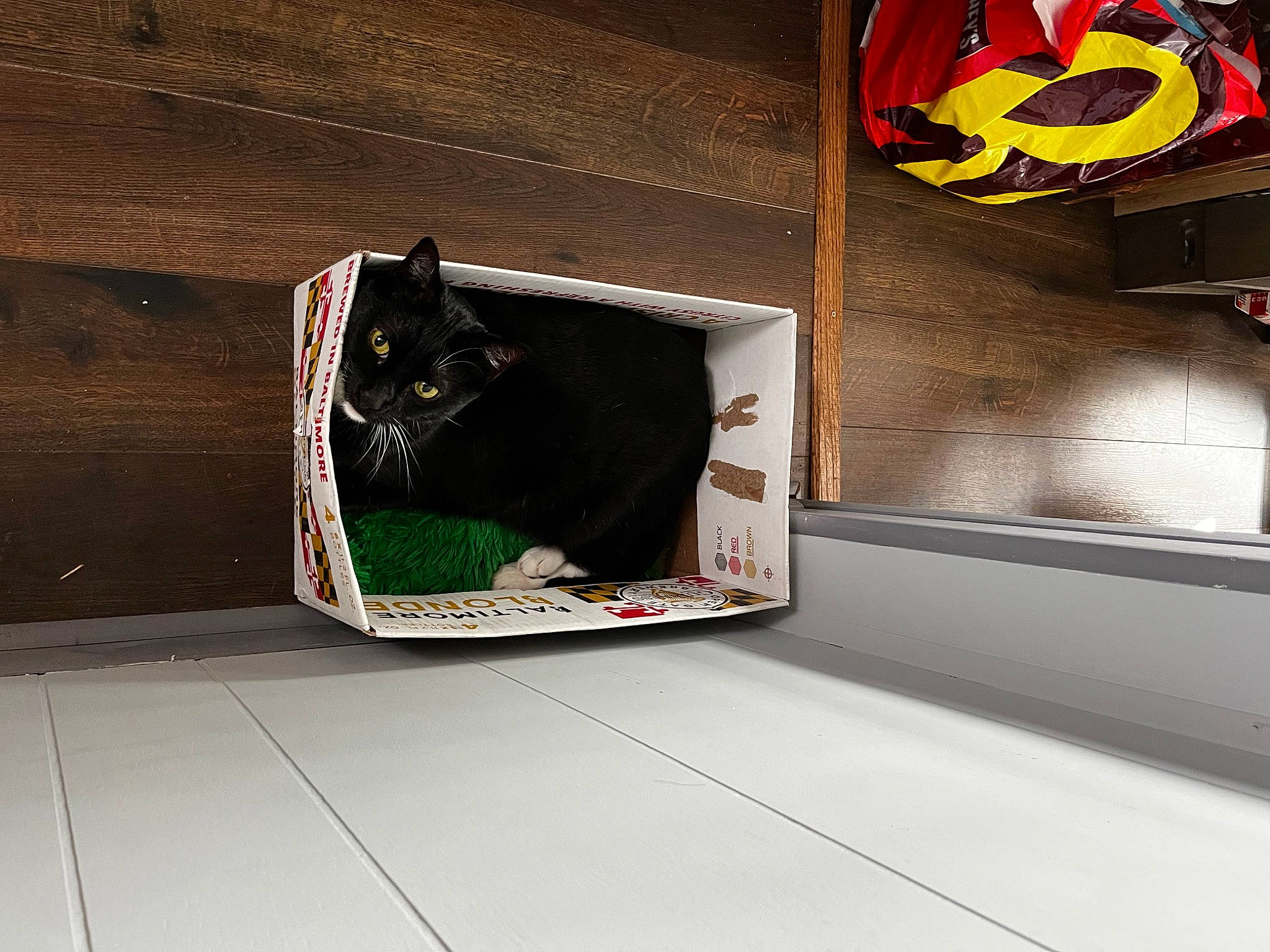 Chad is registered to the contest to win money with this photo: bag, black_cat, bombay, carmine, carnivore, cat, fashion_accessory, felidae, flooring, font, fur, gas, logo, mammal, rectangle, room, small_to_medium_sized_cats, tail, vertebrate, whiskers